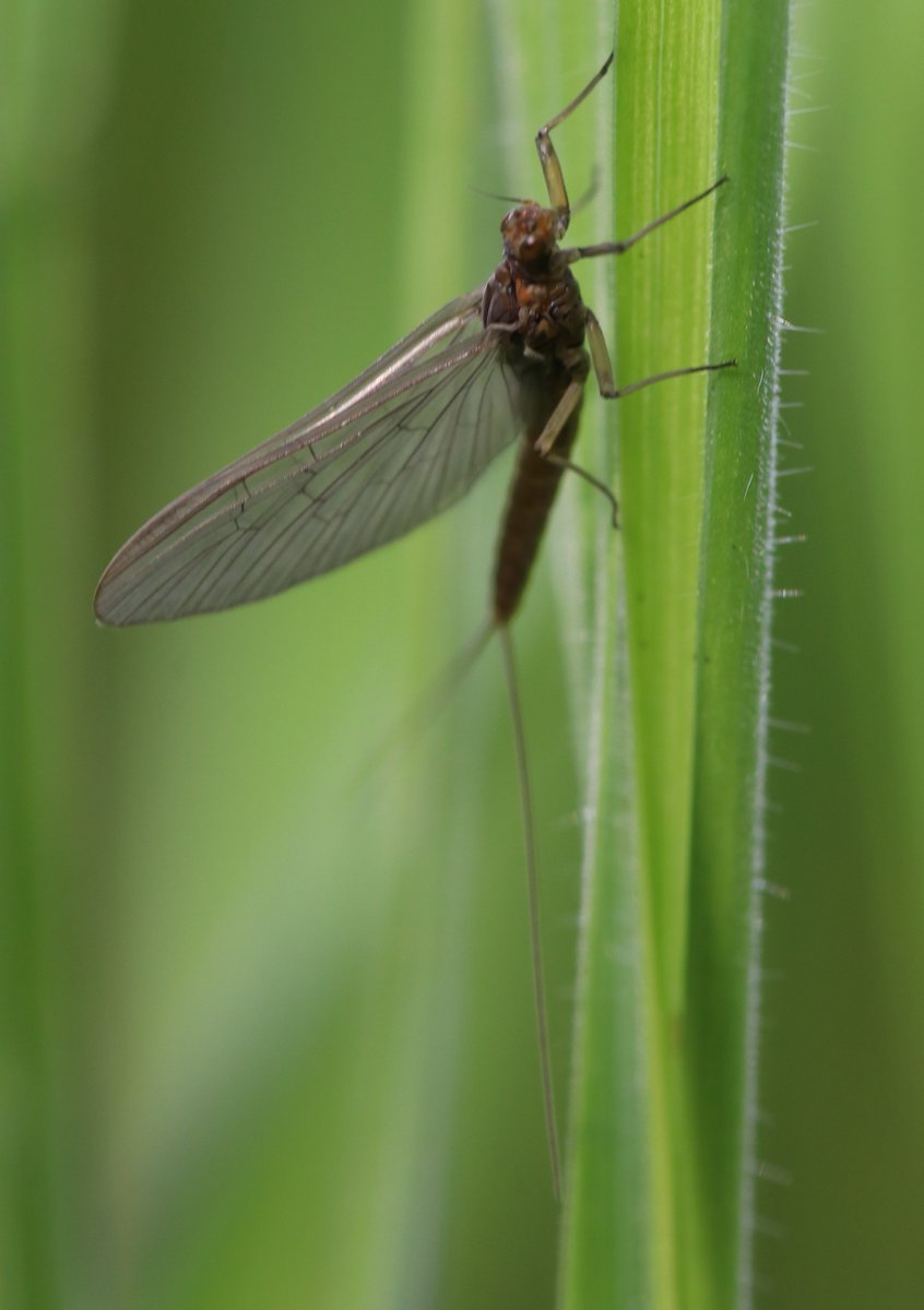 BSCG Scotland tweet media