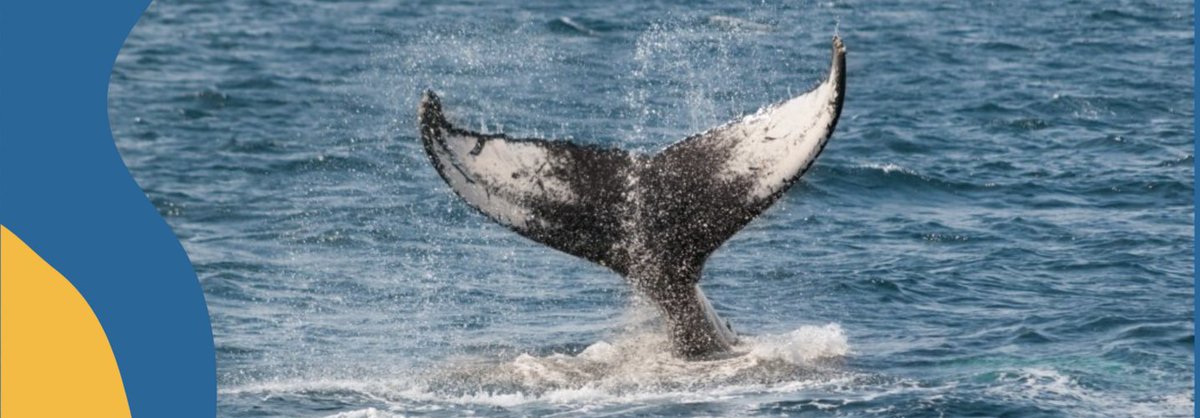 🌊 Plus que quelques jours pour plonger au cœur de l’Océan à Nice !
L’Océan s’installe au Palais des Expositions de Nice à l’occasion de la Conférence des Nations Unies sur l’Océan (UNOC). Découvrez "La Baleine", une zone verte immersive ouverte à tous, jusqu’au 13 juin.

La