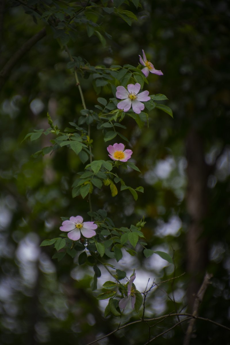 GM!

"The object of the artist is the creation of the beautiful. What the beautiful is is another question." 
-James Joyce

Have a beautiful day💚