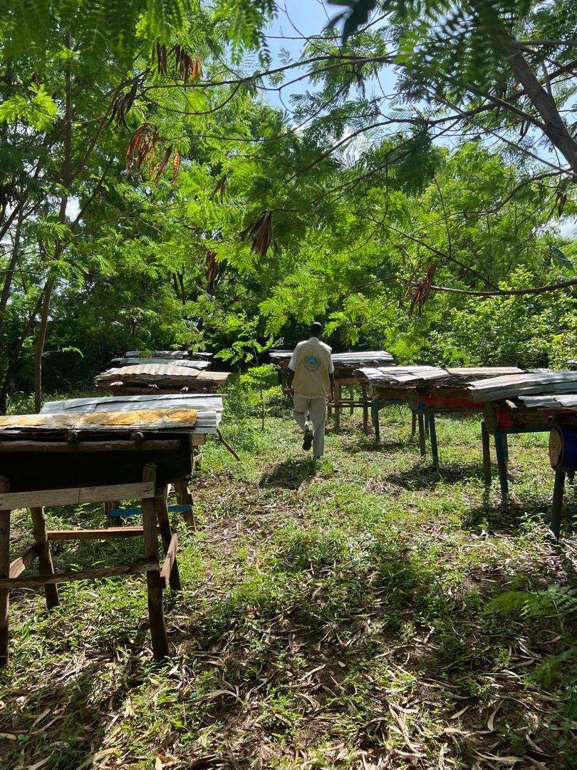 CODHNET's tweet image. CoDHNet distributed protective beekeeping suits to 40 Jinaay farmers in #Baidoa to support sustainable livelihoods &amp;amp; climate-smart agriculture 🐝🌿

Thanks to diaspora support, these farmers are now equipped to start honey production safely!

#FoodSecurity #Resilience #Beekeeping