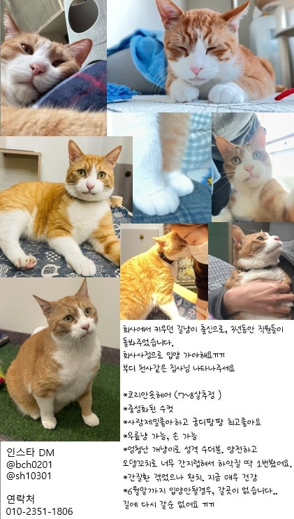 지인회사 고양이입니다 🥺 좋은 곳으로 입양갈 수 있도록 많은 홍보와 알티부탁드려요!