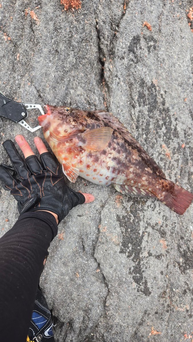 むちゃぐちちゃん@bahamut tweet media