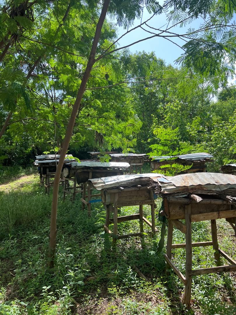 CODHNET's tweet image. CoDHNet distributed protective beekeeping suits to 40 Jinaay farmers in #Baidoa to support sustainable livelihoods &amp;amp; climate-smart agriculture 🐝🌿

Thanks to diaspora support, these farmers are now equipped to start honey production safely!

#FoodSecurity #Resilience #Beekeeping