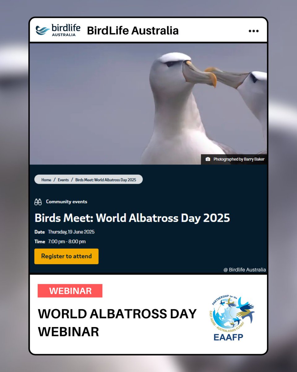 🕊️ Celebrate World Albatross Day 2025 with us on June 19!
Join the webinar on 'Birds Meet: World Albatross Day 2025' by Dr Yuna Kim and Tanya Loos from Birdlife Australia.
📅 Date: Thursday, 19 June 2025
⏰ Time: 7 – 8 PM AEDT
🔗 Register now: birdlife.org.au/events/birds-m…