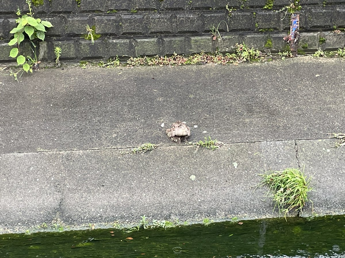 GODDOOR1967's tweet image. コガモおった！
ハハガモの下に小さいのが数匹
少し先に少々大きくなったコガモがいっぱい元気に泳いでいた