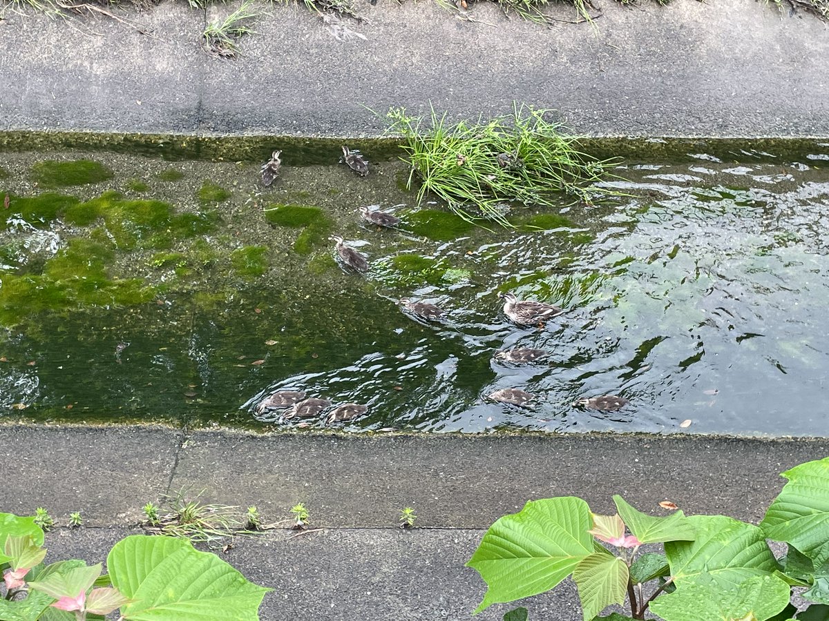 GODDOOR1967's tweet image. コガモおった！
ハハガモの下に小さいのが数匹
少し先に少々大きくなったコガモがいっぱい元気に泳いでいた