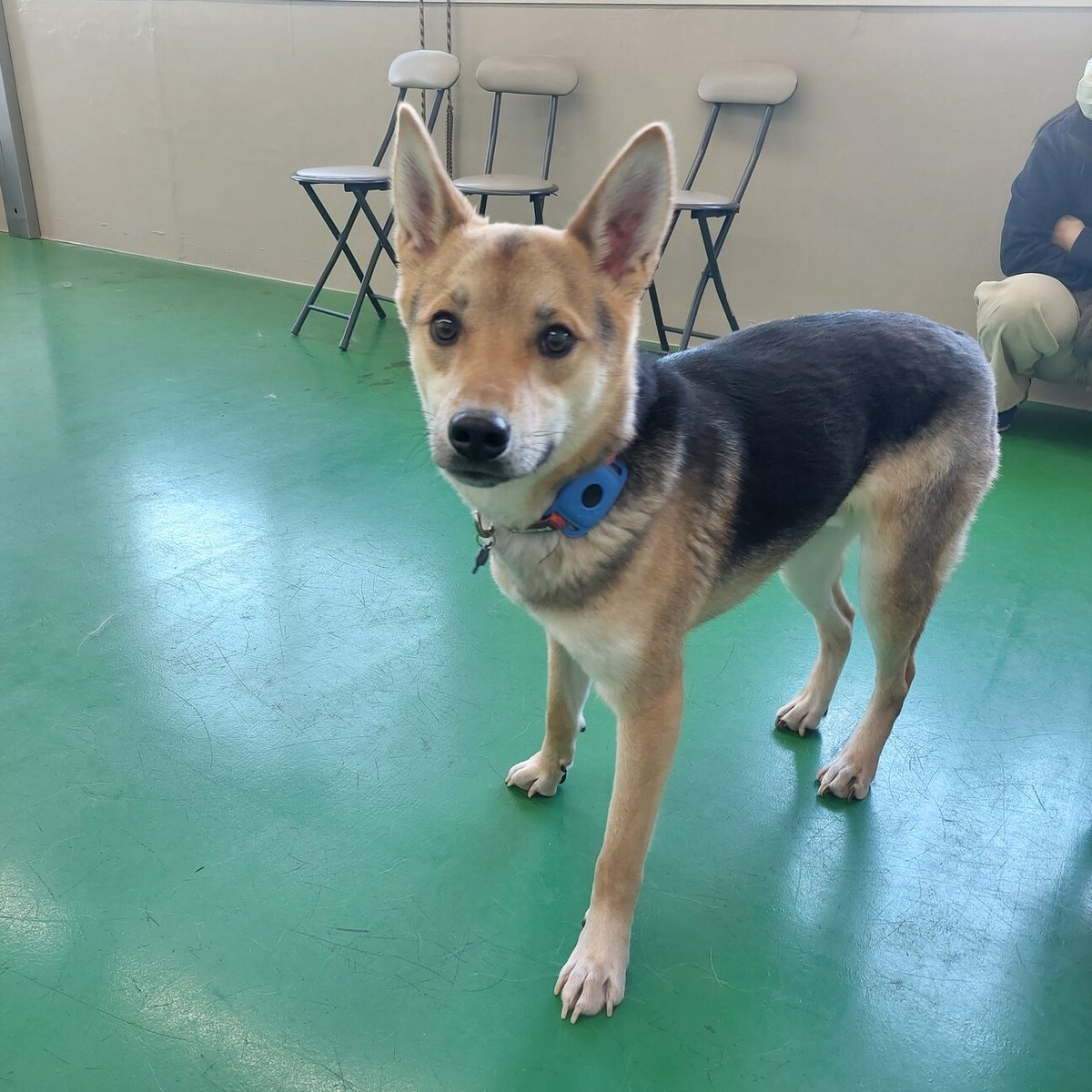 【#里親募集】「くりくりの目が可愛いアトム君」#東京都 #町田市 - 犬の里親募集(495875) pet-home.jp/dogs/tokyo/pn4… #保護犬 #保護犬を家族に #雑種犬 #中型犬 #中型雑種犬 #犬 #子犬 #栃木県