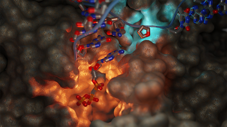 #CIBpapers

<a href="/TorneroLab/">Tornero Lab</a> at the <a href="/CIB_CSIC/">CIB Margarita Salas (CSIC)</a>, in collaboration with Dr. Wang’s team at the <a href="/UCSanDiego/">UC San Diego</a> (USA), has unveiled one of the mechanisms used by eukaryotic cells to detect the most frequent natural #mutation in #DNA.

🔗cib.csic.es/news/research/…