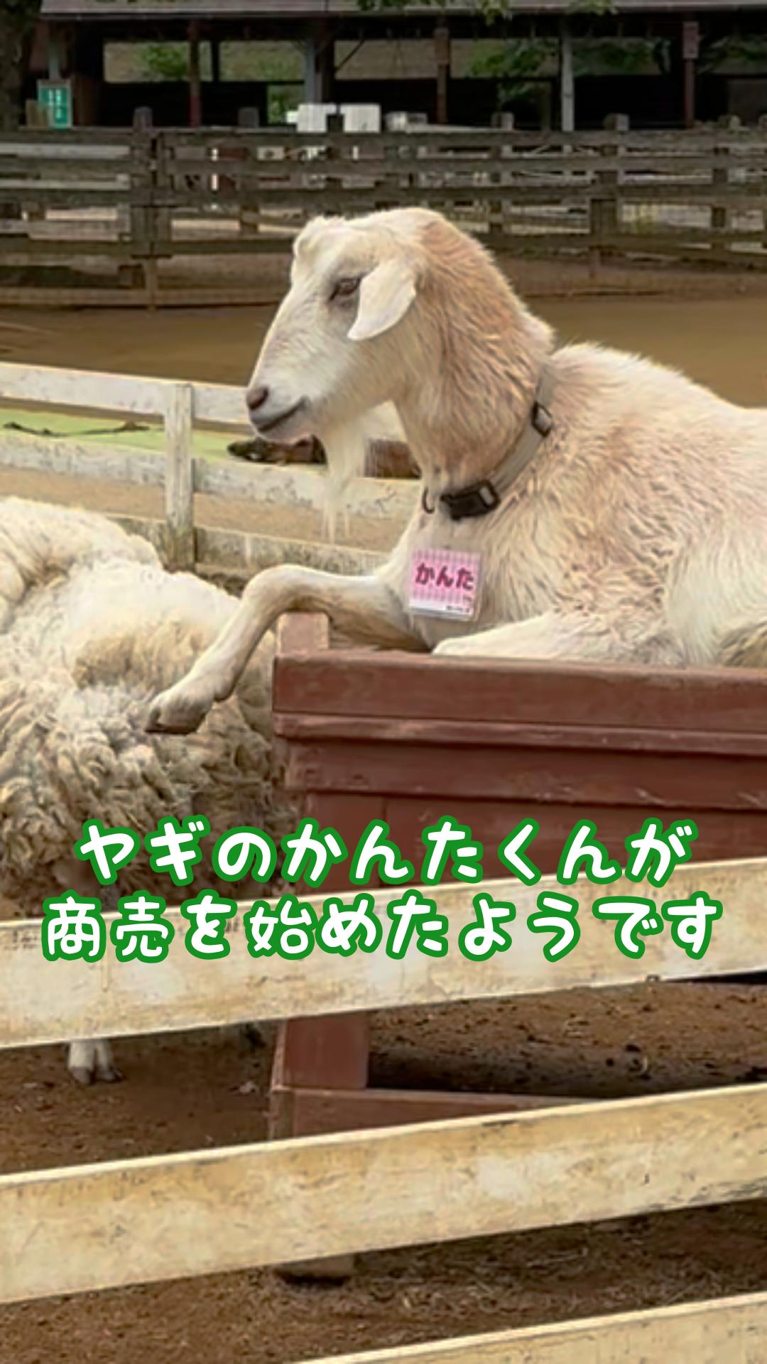 羊さん 羊文学×ひつじのショーン×and STがコラボ。バンドTシャツ