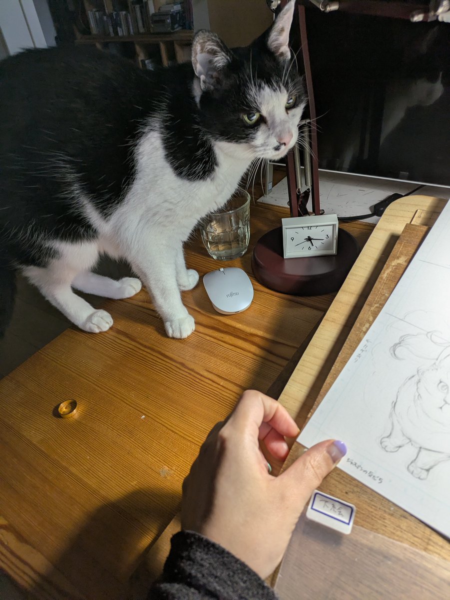 ss_sspring's tweet image. うちの姫婆さま。まれに美美(わたしの主人公猫)のモデルになってくださいます。
拙作 #濃藍アパートメントの猫 は猫の漫画専門誌 #ねこぱんち にて連載中。今週金曜日に電子版最新3話が配信スタートします。