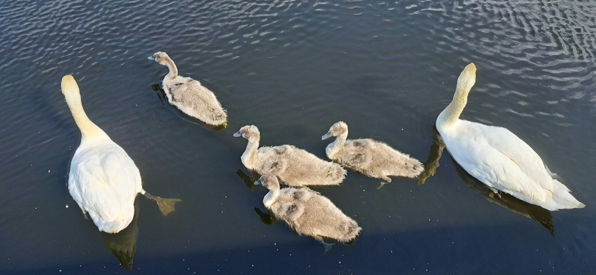 Quick hello 👋 &amp; off they went 🙃
#NatureLovers
#NatureTherapy 
👌🤗🥰🥳💜