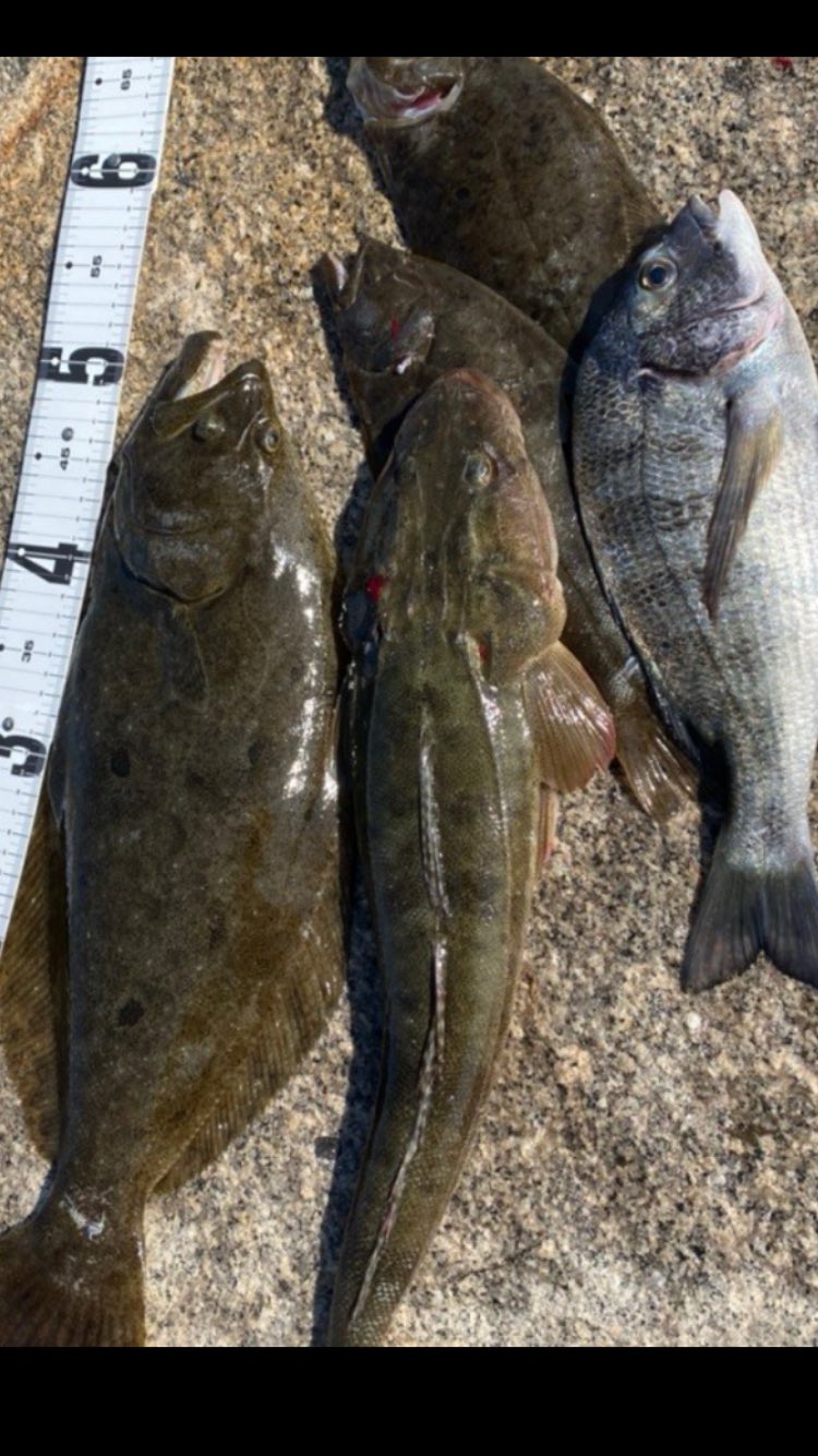 さかな出品 フグ・魚食魚 | 小型海水水槽・人工ライブロック通販｜サーチ