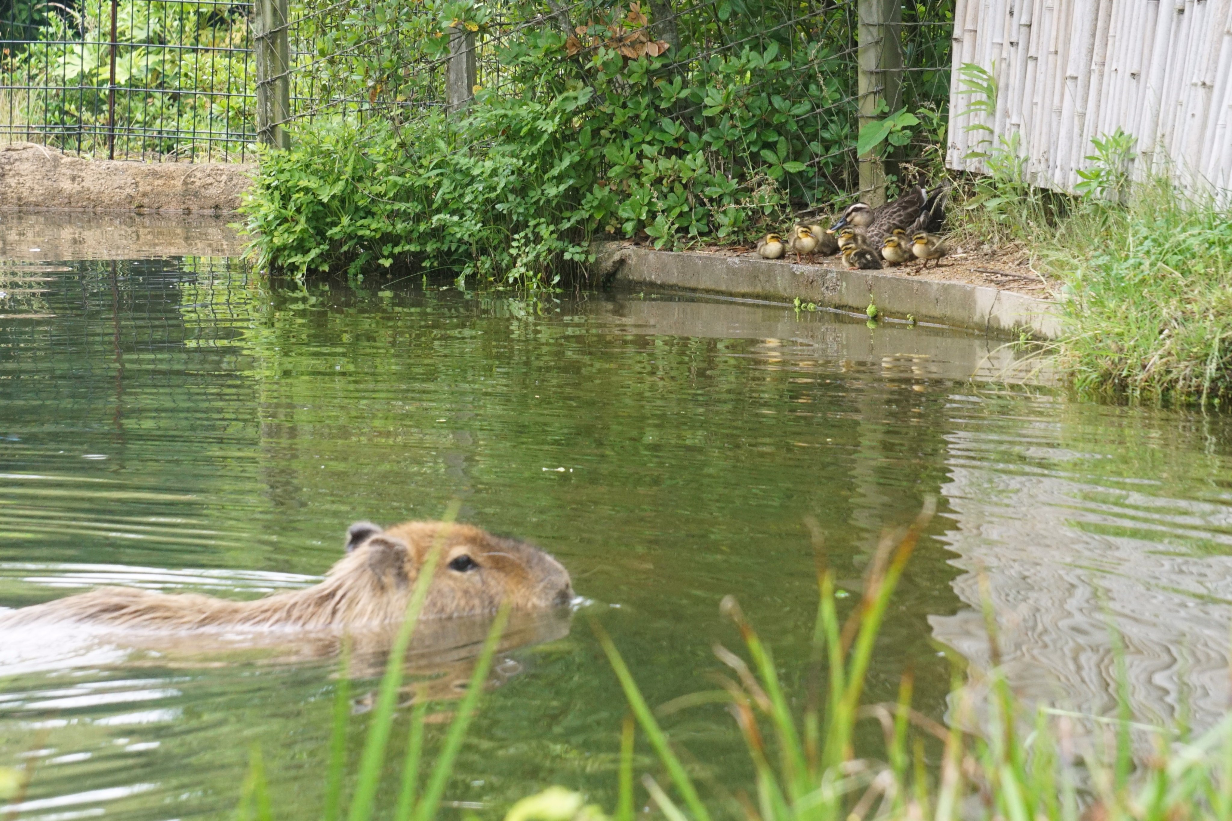 ときわ動物園 - ときわ公園|山口県宇部市