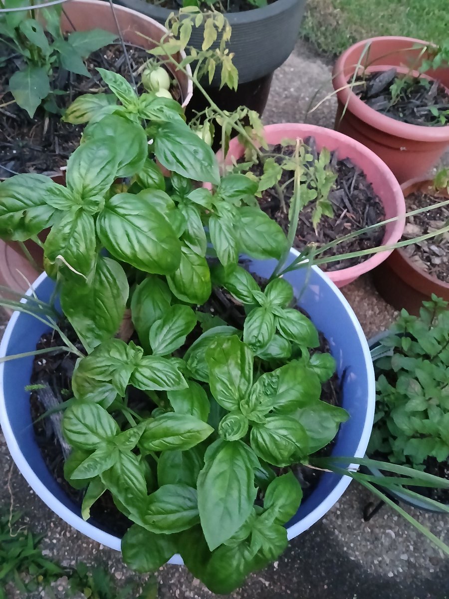I love how big and healthy my 3 Main basil plants are doing. I'm up to 20 basil plants atm lol