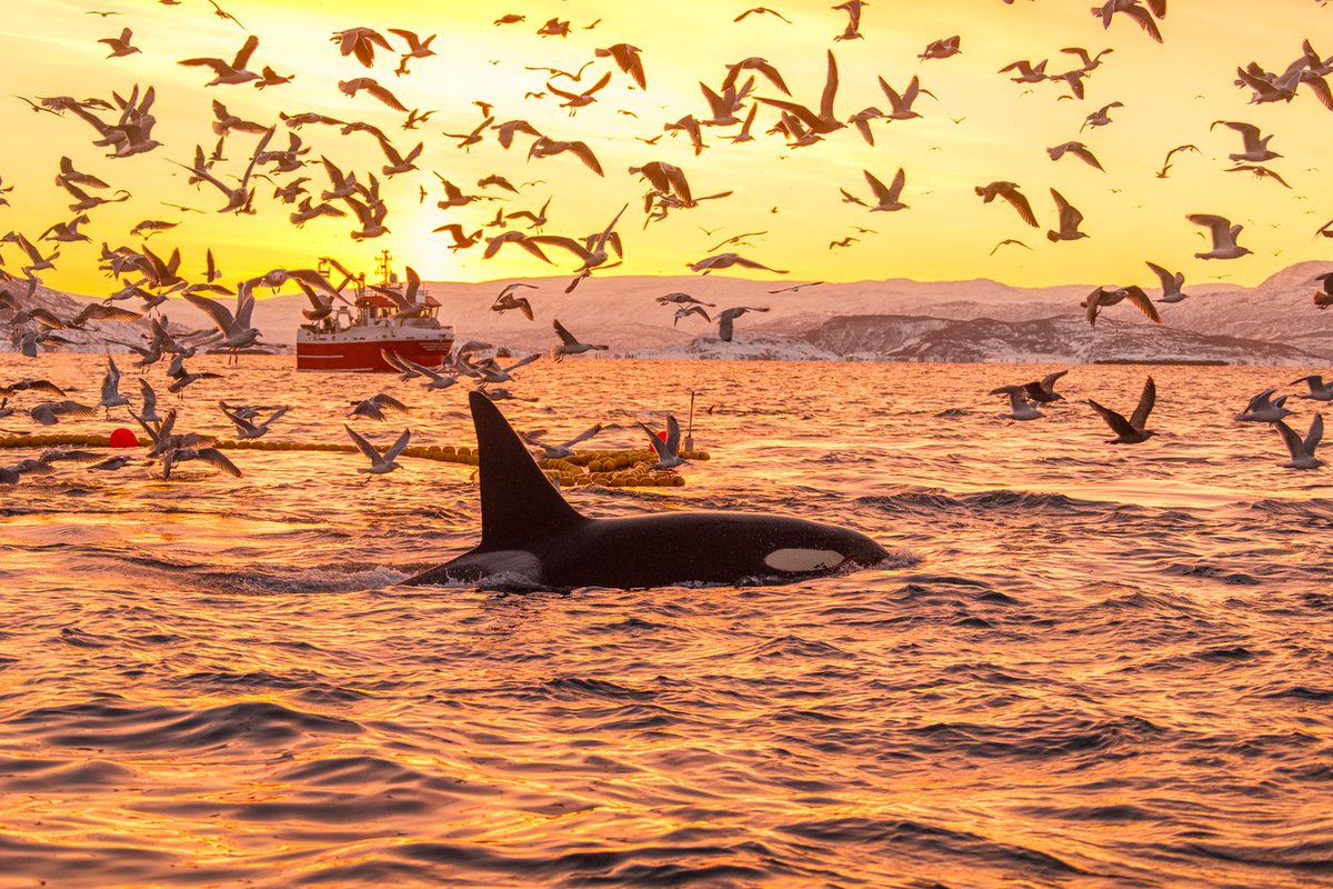 Down To Earth (@down2earthindia) on Twitter photo UNOC3: 49 states, EU ratify high seas treaty but still short of 60 mark, reports <a href="/rohinikrish9/">Rohini Krishnamurthy</a>
downtoearth.org.in/governance/uno…
#UNOC3 #Ocean #MarineBiodiversity #Coast UNOC3: 49 states, EU ratify high seas treaty but still short of 60 mark, reports <a href="/rohinikrish9/">Rohini Krishnamurthy</a>
downtoearth.org.in/governance/uno…
#UNOC3 #Ocean #MarineBiodiversity #Coast