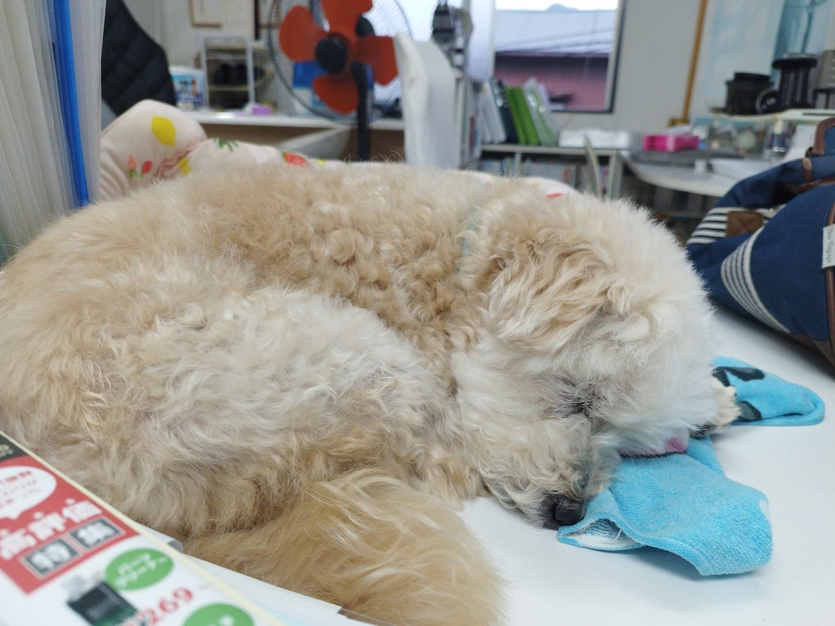 srlouji's tweet photo. 社労士　労働保険の年度更新が始まり　社労士事務所は、忙しい時期　

札幌の呑み会は、メチャ勉強になった　感謝

トレード　金曜日は、個別も少し触れたが　今日は、225先物だけ　勝ち　今月は、札幌での金曜日だけ負け　画面1枚難しい　旅行のときは、やらないほうがいいか

得切り◯　ルール〇 https://t.co/IHtjwMDTPa
