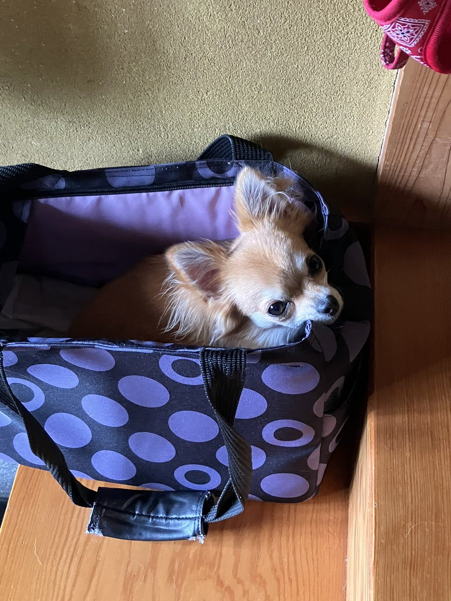 自らキャリーバッグに入りお出かけしたいという無言のアピール
雨なのよ…