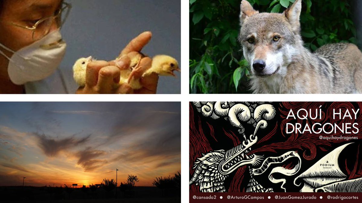 Vuelve a volar el Nº 42 de #AquíHayDragones: «De cantactores, heterolobos y la hora mágica»

En sabores:

Aivox: cutt.ly/8rmKtlAx
Spoty: cutt.ly/brmKtTpw
Apol: cutt.ly/irmKtGwf

¿Un RT?

#AHD42