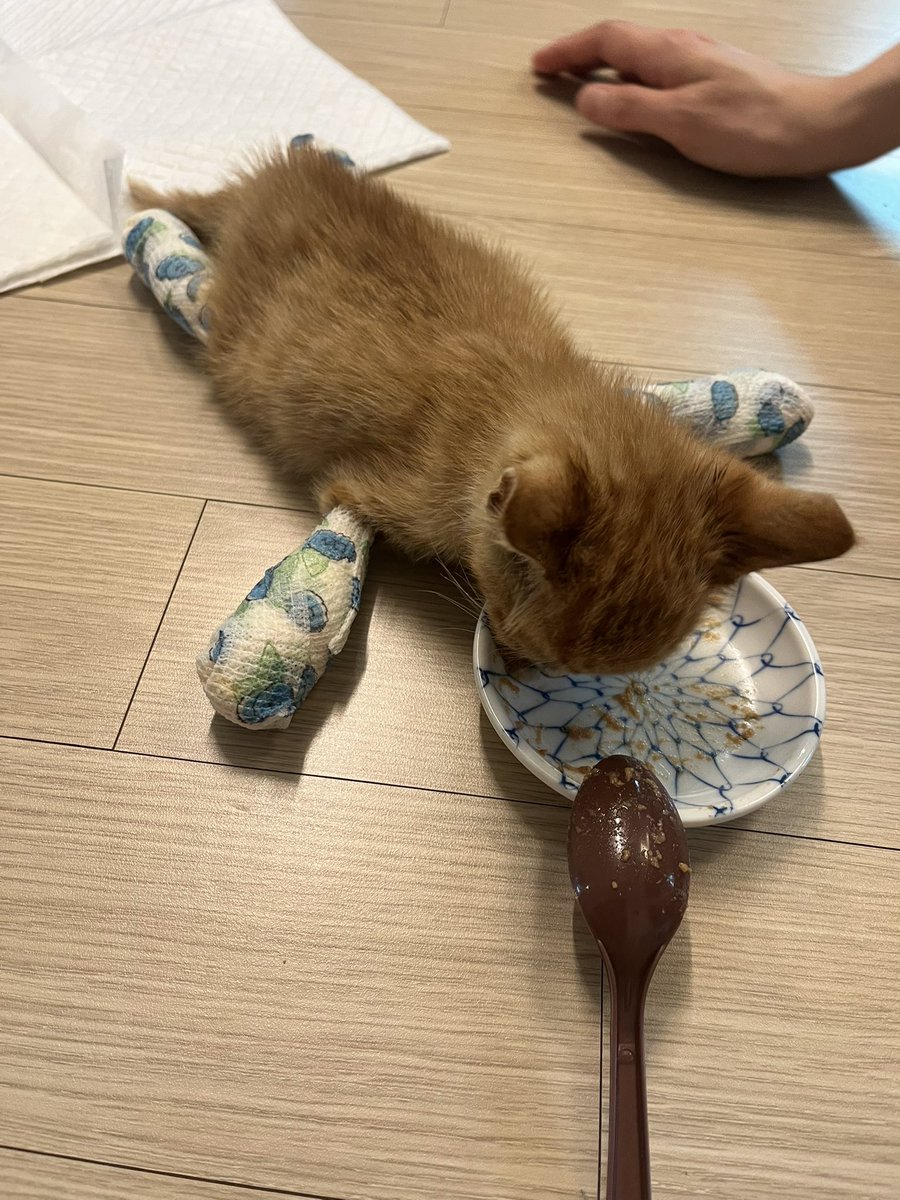 idle_lake's tweet photo. 분리수거장에 버려진 새끼고양이 구조하고 치료3일째 입니다. 바이러스 이상없고 발바닥 상처가 많아요. 아주 귀엽습니다. 좋은분께 보내고 싶은데 방법없을까요? https://t.co/Mkl5U4TNhi