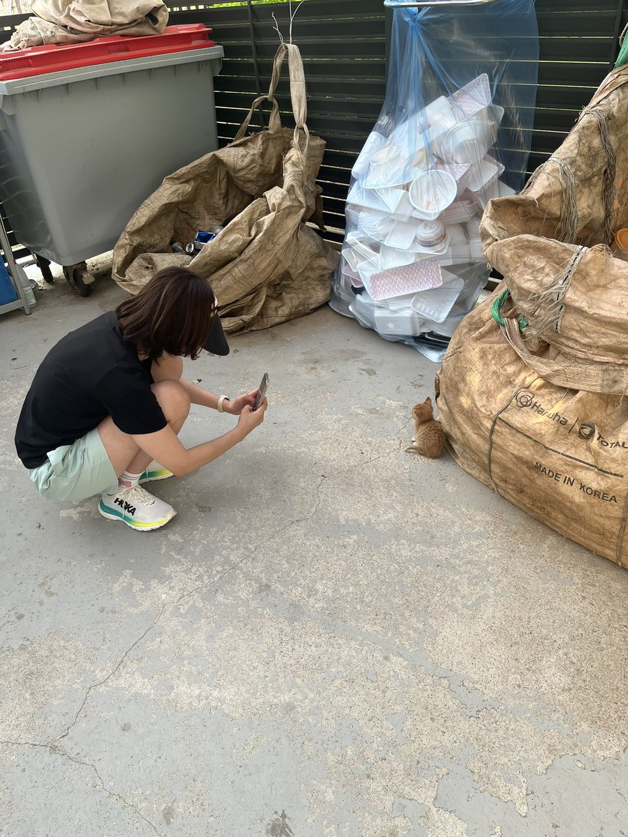 idle_lake's tweet photo. 분리수거장에 버려진 새끼고양이 구조하고 치료3일째 입니다. 바이러스 이상없고 발바닥 상처가 많아요. 아주 귀엽습니다. 좋은분께 보내고 싶은데 방법없을까요? https://t.co/Mkl5U4TNhi