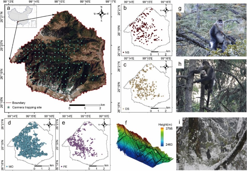 ccgrueter's tweet image. New paper alert!
How does forest structure shape primate behavior? 🐒🌲 We studied black-and-white snub-nosed monkeys in Yunnan’s high-elevation forests using 10 years of observations, camera traps, and LiDAR (laser scanning of forest structure).
sciencedirect.com/science/articl…