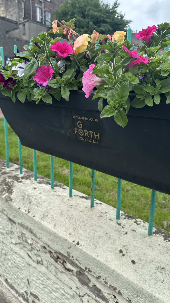 📣Stirling's city centre is in full bloom! Thanks to @GoForthStirl, 73 colourful planters now brighten the streets — all pollinator-friendly and locally grown. 🌸

Read the full article here 👉 improvementdistricts.scot/stirlings-bid-…