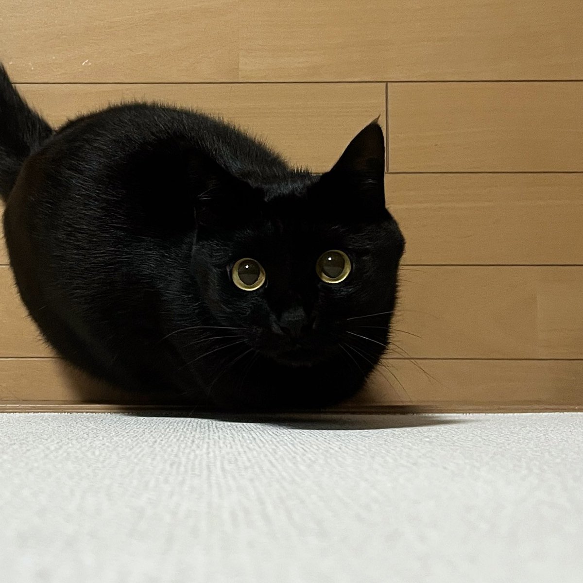 うに3才 on X: 