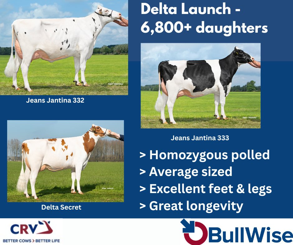 bullwiseai's tweet photo. Ticking the boxes and more!

#Grasstomilk #BullWiseAI #CRV4ALL #TeamDairy #BeefOnDairy https://t.co/WmCchFYeyG