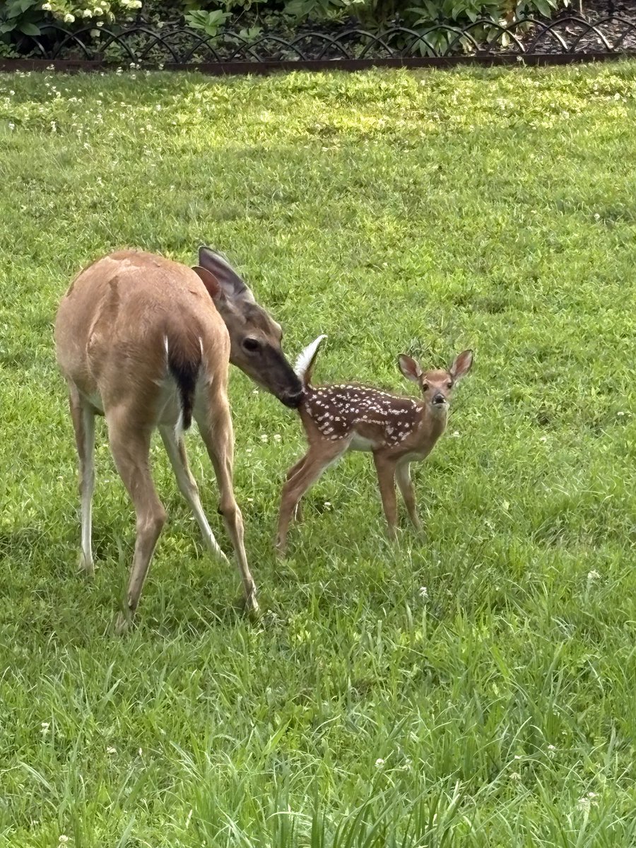 little baby deer and its mama were in our yard last night