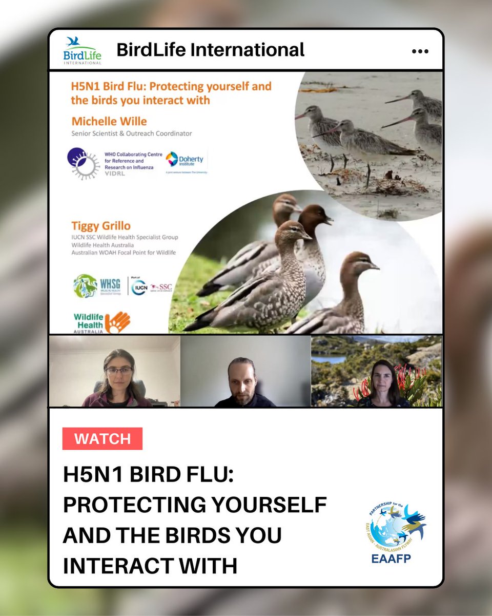 BirdLife International's webinar, H5N1 Bird Flu: Protecting yourself and the birds you interact with, is now available online!

▶ Watch here: vimeo.com/1088451462/897…

#AvianInfluenza #WildlifeHealth