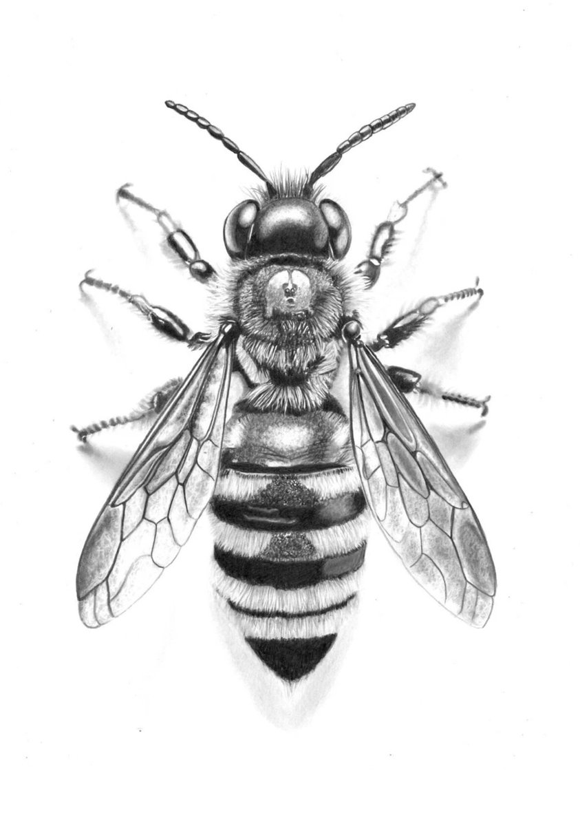 Another #Bee to add to the original pencil drawing sale here…

ebay.us/m/dlCbfn