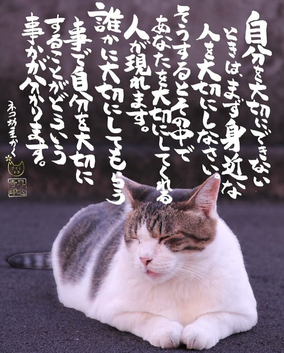 yabumoto610's tweet photo. ネコさんから人間さんへ今日の一言 https://t.co/vmgbZUrjf3