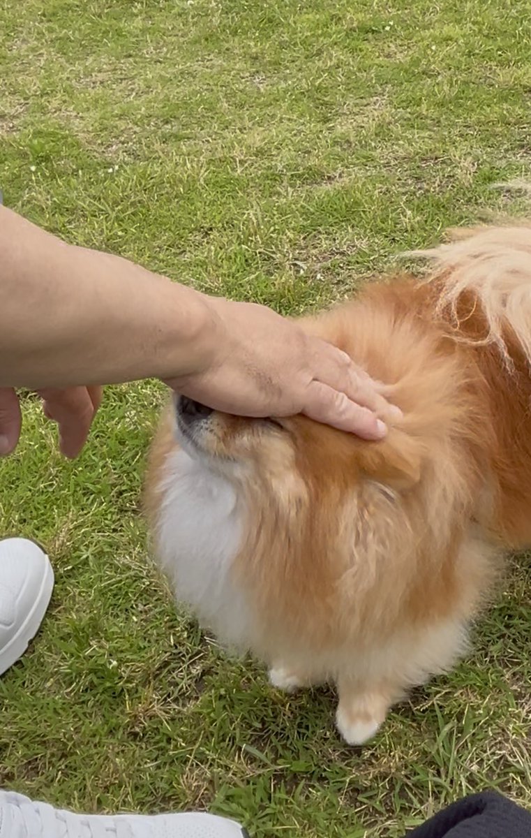 いい子、いい子ぉ〜
(*ˊ˘ˋ )/ﾅﾃﾞﾅﾃﾞ♡

って…
ｱﾀﾁの顔、父ちゃんの手で
潰れてるやん！
潰れてまんねん
潰れてまんにゃわ〜〜🐶

 #関西弁三段活用
 #ポメラニアン #ニコリ