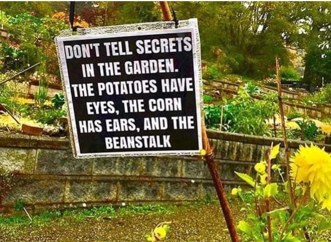 SSSSSSH! True story… 😉

#kitchengarden #growing #growyourown #gardening #plot #allotment #growyourownfood #allotmentsuk #homegrown #garden #gardenlove #gardeninspiration