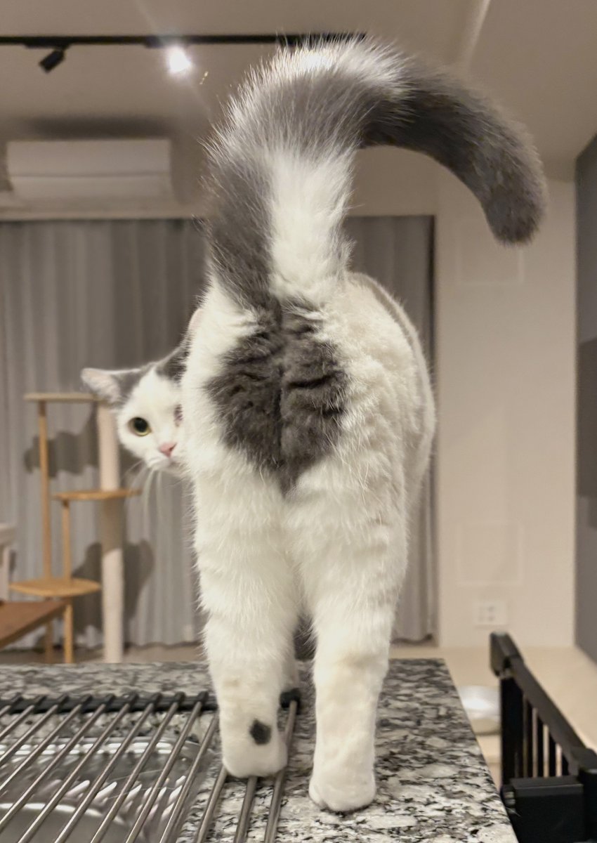 今日も良いおしり

#猫 #猫のいる暮らし