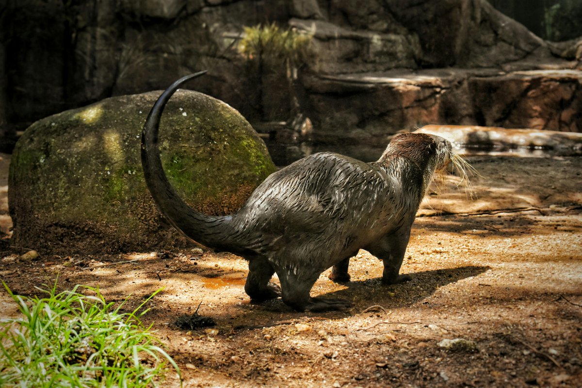 After his latest bout of shenanigans led to disciplinary action, Steve's gone off in a huff. He is apparently 'NEVER TALKING TO ME AGAIN EVER EVER EEEEEVVEEERRRR EVER!' 
I'm sipping my coffee and weighing up the pros and cons.