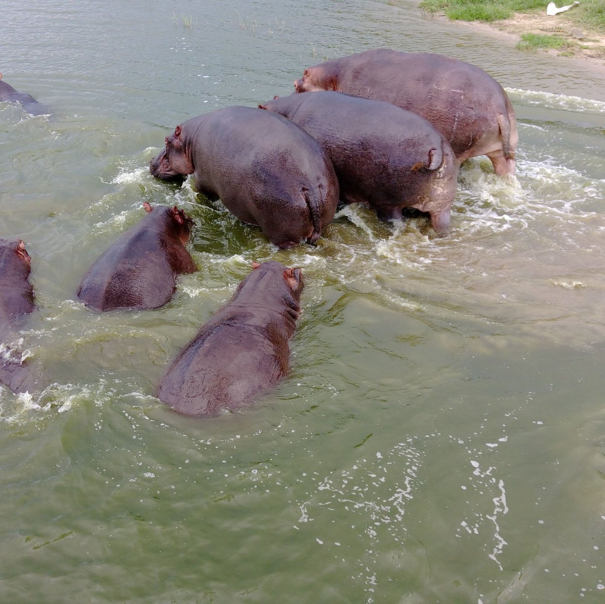 World's largest hippo population! Experience nature's giants. Secure your boat safari now: queenelizabethnationalparkuganda.com #queenelizabethnationalparksafari #queenelizabethpark #QueenElizabethNationalPark
