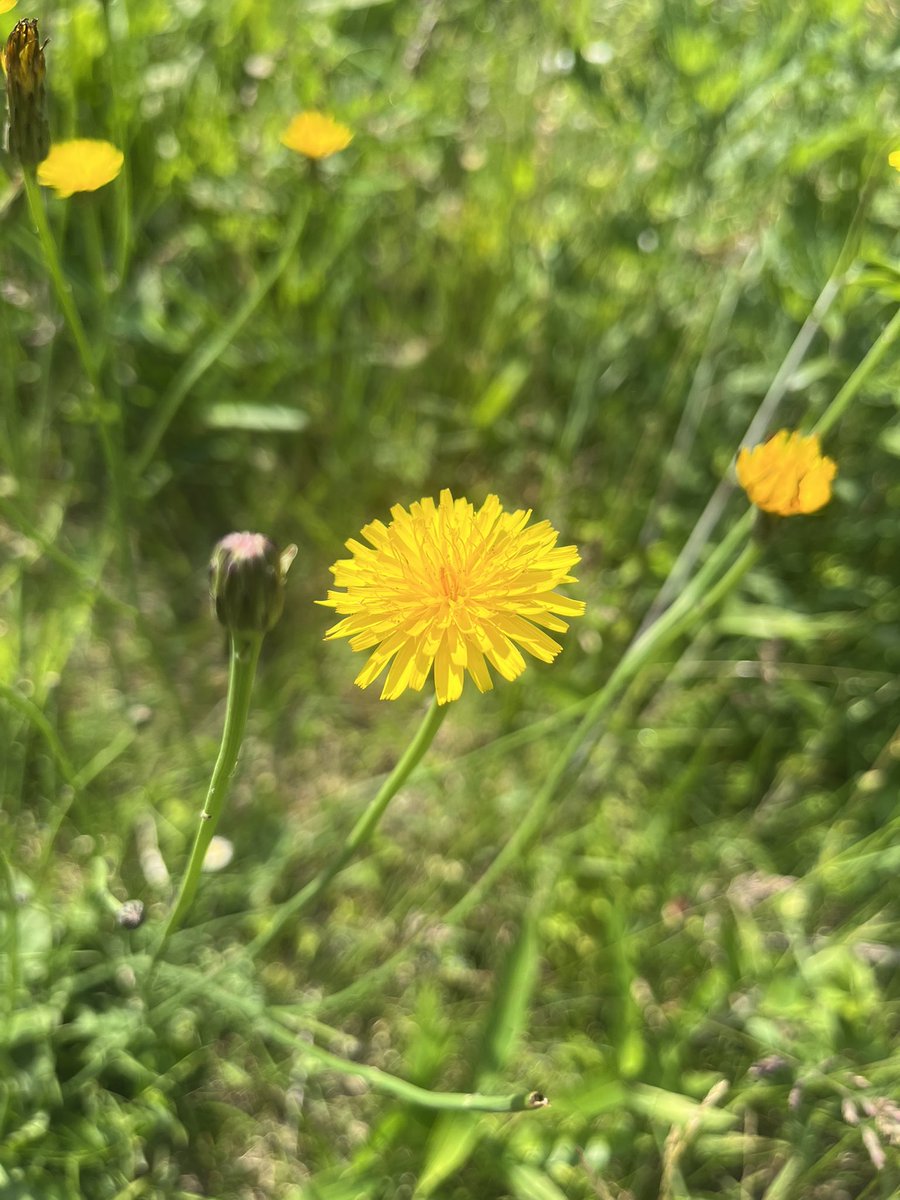 Yoru_Hiyoko's tweet photo. きれい🌼 https://t.co/uFlfAXgNqk
