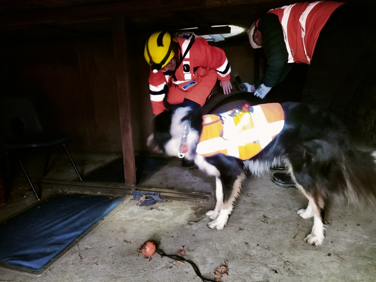 It is with great sadness we need to announce the passing of Merlin, one of our operational USAR search dogs. Merlin passed away suddenly after a short illness.
Our thoughts are with Gayle at this very sad time. R.I.P Merlin.