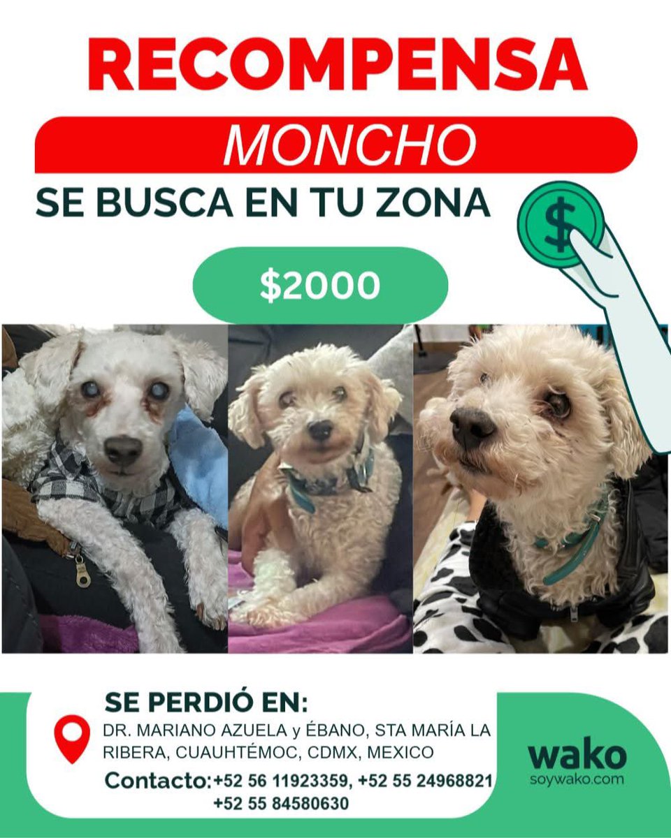 brayancon's tweet photo. @C5_CDMX es posible que me ayuden a revisar unas cámaras para buscar a un perrito perdido? 

Se perdió en cercanias a Dr. Mariano Azuela y Ébano, Sta María la Ribera, Cuauhtémoc, CDMX, México el 08/06/2025 y estamos muy preocupados, porque ya no ve. https://t.co/3gT6vaHaoq
