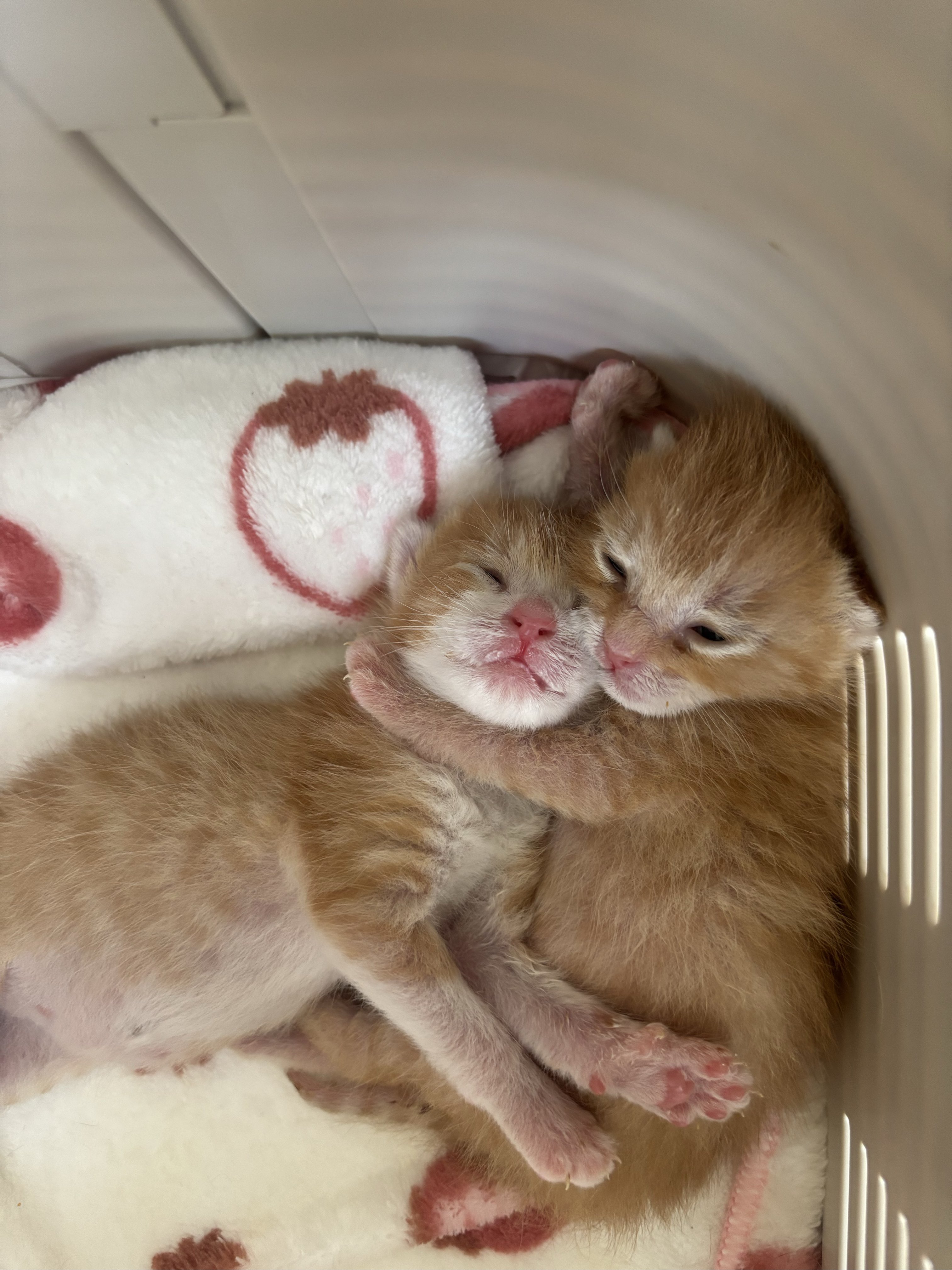 ミルボラさん、預かりさん 大募集‼️ | NPO法人ねこけん 千葉