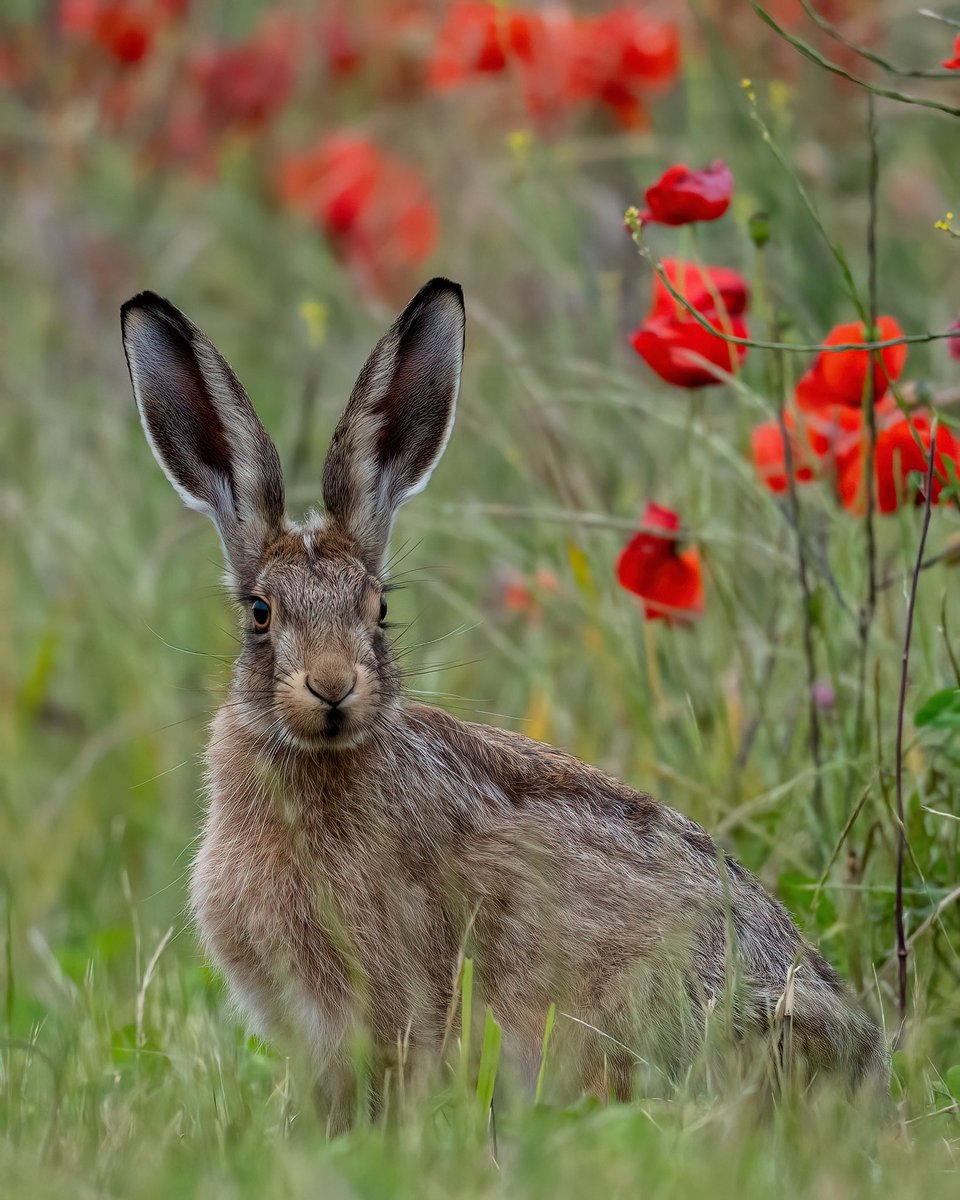 ‘Ears’ (He’ll grow into them🥰)
#hare #brownhare #leveret #poppyfield #hareinpoppy #Norfolk #springwatch #BBCWildlifePOTD #BBCCountryfileMagPOTD #wildlifephotography