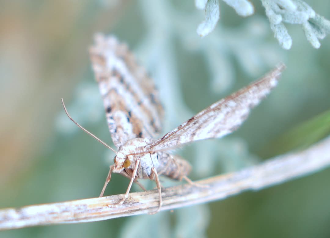 HearleSharon's tweet image. Scarce Pug on North Norfolk Coast yesterday -bit windy for photos. An increasingly rare moth.