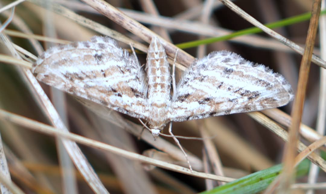 HearleSharon's tweet image. Scarce Pug on North Norfolk Coast yesterday -bit windy for photos. An increasingly rare moth.