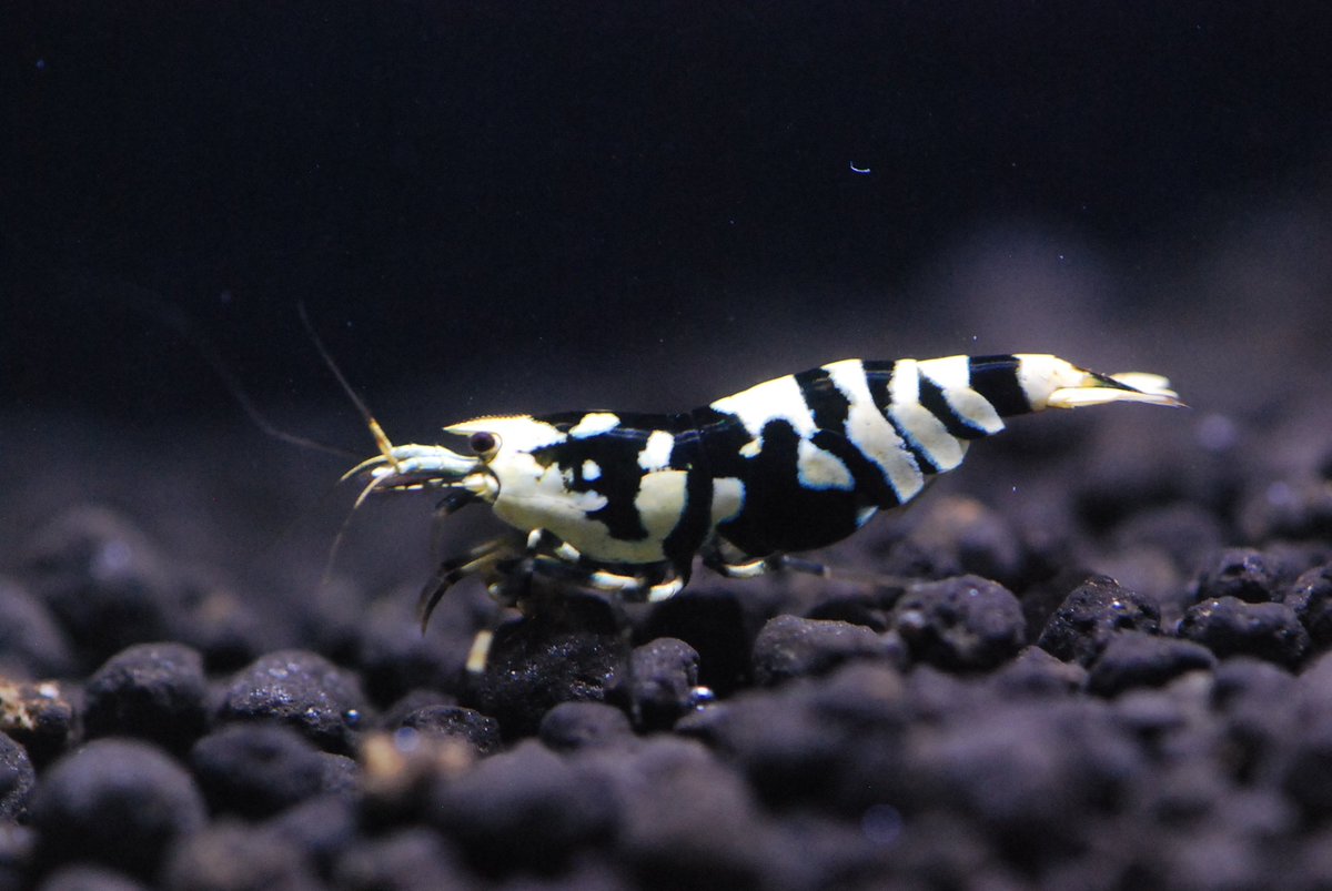 シュリンプアワード出品致しました🙋

代理でtonakiさんのも出しています！
最低落札価格を設定させて頂いてますがこの値段でも入札入らないようならアワードは諦めます🤣
大切に育てている🦐がかわいそうですからね
良い🦐は高いです

代理入札
人に入札お願いしたり
不正はやめてください😟