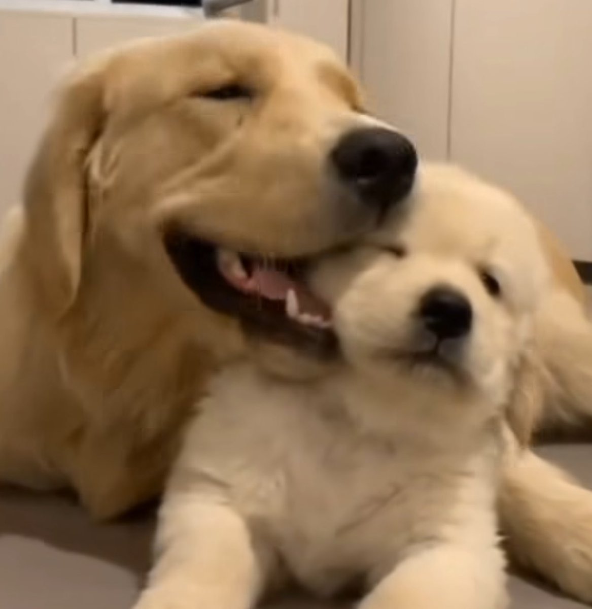 takemybear 🐶 tweet media