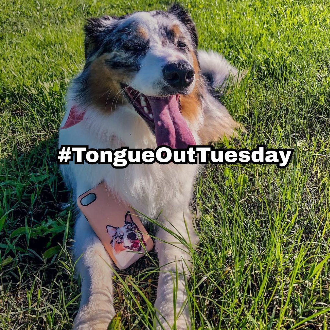 alpha_paw's tweet photo. Happy Tongue Out Tuesday!! 👅😛

Custom Pet Tough Case https://t.co/F0547Wwv95

#Tuesdayvibes  #CustomPetToughCase #Doglife #HappyDay #AlphaPawPrints #AlphaPaw https://t.co/qGqj2JkKty