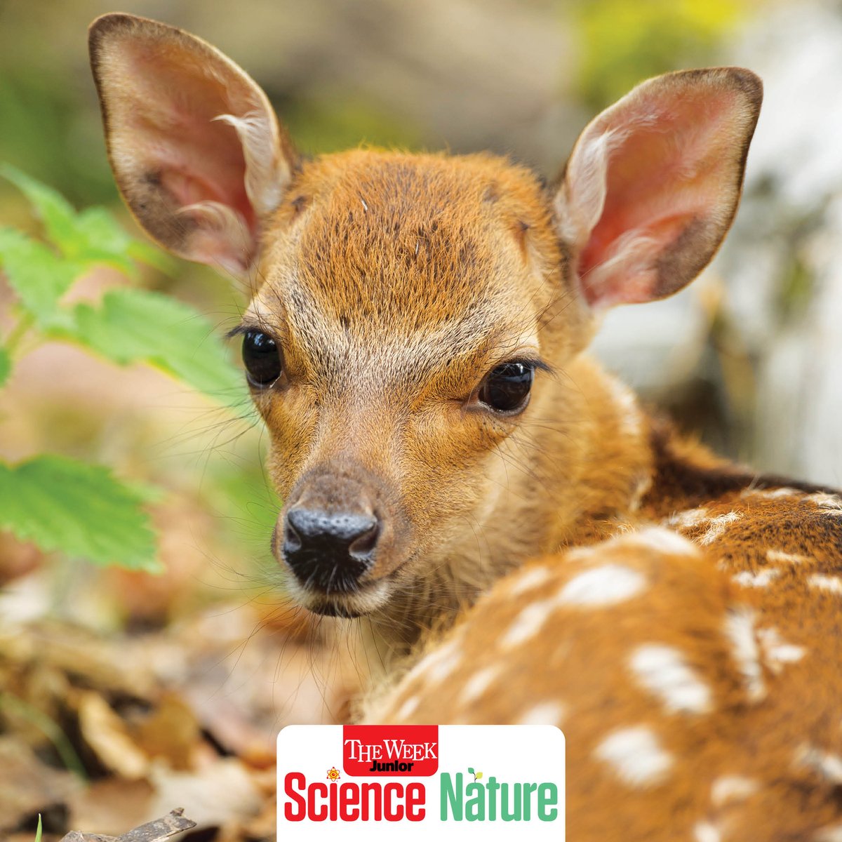 The Week Junior Science+Nature tweet media