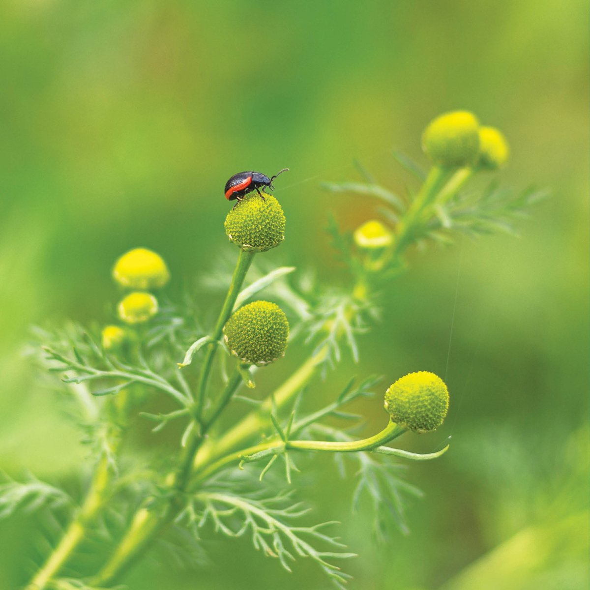 The Week Junior Science+Nature tweet media