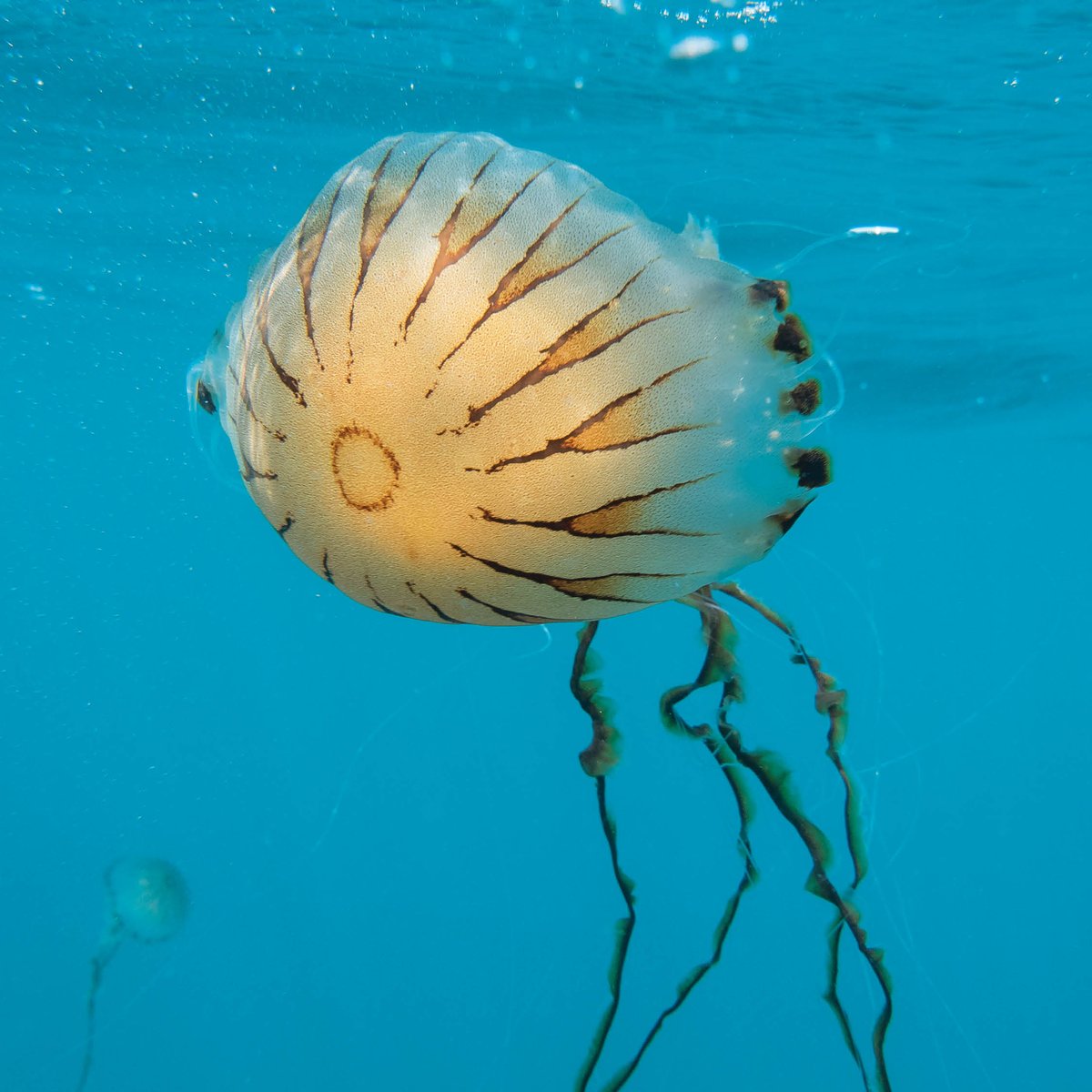 The Week Junior Science+Nature tweet media